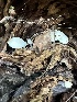  (Lactocollybia sp. CA01 - FDS-CA-01031)  @11 [ ] by-nc (2024) Bat Vardeh Fungal Diversity Survey