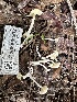 ( - FDS-CA-01031)  @11 [ ] by-nc (2024) Bat Vardeh Fungal Diversity Survey
