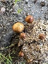  ( - FDS-CA-01037)  @11 [ ] by-nc (2024) Bat Vardeh Fungal Diversity Survey
