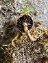  ( - FDS-CA-01037)  @11 [ ] by-nc (2024) Bat Vardeh Fungal Diversity Survey