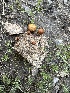  ( - FDS-CA-01037)  @11 [ ] by-nc (2024) Bat Vardeh Fungal Diversity Survey