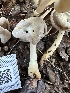  (Helvella sp. CA10 - FDS-CA-02046)  @11 [ ] by-nc (2024) Bat Vardeh Fungal Diversity Survey