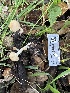  ( - FDS-CA-02044)  @11 [ ] by-nc (2024) Bat Vardeh Fungal Diversity Survey