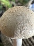  ( - FDS-CA-02044)  @11 [ ] by-nc (2024) Bat Vardeh Fungal Diversity Survey