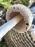  ( - FDS-CA-02044)  @11 [ ] by-nc (2024) Bat Vardeh Fungal Diversity Survey