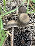  (Panaeolus sp. CA04 - FDS-CA-02042)  @11 [ ] by-nc (2024) Bat Vardeh Fungal Diversity Survey