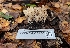  ( - FDS-CA-03450)  @11 [ ] by-nc (2024) Fresno Mycology Society Fungal Diversity Survey