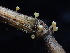  (Crocicreas - FDS-CA-03222)  @11 [ ] by (2024) Justin Paulin Fungal Diversity Survey