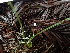  ( - FDS-CA-03226)  @11 [ ] by (2024) Justin Paulin Fungal Diversity Survey