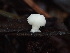  ( - FDS-CA-03226)  @11 [ ] by (2024) Justin Paulin Fungal Diversity Survey