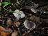  ( - FDS-CA-03230)  @11 [ ] by (2024) Justin Paulin Fungal Diversity Survey