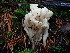  ( - FDS-CA-03231)  @11 [ ] by (2024) Justin Paulin Fungal Diversity Survey