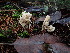  ( - FDS-CA-03231)  @11 [ ] by (2024) Justin Paulin Fungal Diversity Survey