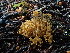  ( - FDS-CA-03233)  @11 [ ] by (2024) Justin Paulin Fungal Diversity Survey