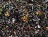  ( - FDS-CA-03233)  @11 [ ] by (2024) Justin Paulin Fungal Diversity Survey