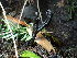  (Geoglossomycetes - FDS-CA-03237)  @11 [ ] by (2024) Justin Paulin Fungal Diversity Survey