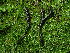  ( - FDS-CA-03237)  @11 [ ] by (2024) Justin Paulin Fungal Diversity Survey