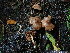  ( - FDS-CA-03239)  @11 [ ] by (2024) Justin Paulin Fungal Diversity Survey