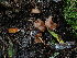  ( - FDS-CA-03239)  @11 [ ] by (2024) Justin Paulin Fungal Diversity Survey