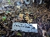  ( - FDS-CA-03636)  @11 [ ] by-nc (2024) Stu Pickell Fungal Diversity Survey