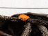  (Pseudopithyella sp. CA03 - FDS-CA-03639)  @11 [ ] by-nc (2024) Stu Pickell Fungal Diversity Survey
