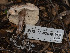 (Lepiota subincarnata - FDS-CA-03638)  @11 [ ] by-nc (2024) Stu Pickell Fungal Diversity Survey