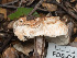  ( - FDS-CA-03638)  @11 [ ] by-nc (2024) Stu Pickell Fungal Diversity Survey