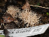  (Pterula - FDS-CA-03636)  @11 [ ] by-nc (2024) Stu Pickell Fungal Diversity Survey