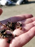  ( - FDS-CA-01890)  @11 [ ] by-nc (2024) Aaron Tupac Fungal Diversity Survey