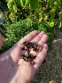  ( - FDS-CA-01890)  @11 [ ] by-nc (2024) Aaron Tupac Fungal Diversity Survey