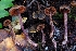  ( - HAY-F-007996)  @11 [ ] by-nc (2023) Warren Cardimona Fungal Diversity Survey