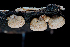  ( - FDS-CA-03458)  @11 [ ] by-nc (2024) Fresno Mycology Society Fungal Diversity Survey