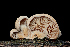 ( - FDS-CA-03458)  @11 [ ] by-nc (2024) Fresno Mycology Society Fungal Diversity Survey