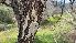  ( - FDS-CA-03461)  @11 [ ] by-nc (2024) Fresno Mycology Society Fungal Diversity Survey