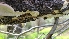  ( - FDS-CA-03461)  @11 [ ] by-nc (2024) Fresno Mycology Society Fungal Diversity Survey