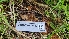  (Gymnopus sp. androsaceus-CA01 - FDS-CA-03462)  @11 [ ] by-nc (2024) Fresno Mycology Society Fungal Diversity Survey