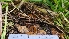  ( - FDS-CA-03462)  @11 [ ] by-nc (2024) Fresno Mycology Society Fungal Diversity Survey