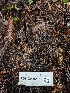  ( - FDS-CA-02162)  @11 [ ] by (2024) Mandy Hackney Fungal Diversity Survey