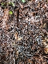  ( - FDS-CA-02162)  @11 [ ] by (2024) Mandy Hackney Fungal Diversity Survey