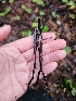  ( - FDS-CA-02162)  @11 [ ] by (2024) Mandy Hackney Fungal Diversity Survey