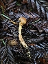  (Cortinarius sp. CA47 - FDS-CA-02156)  @11 [ ] by (2024) Mandy Hackney Fungal Diversity Survey