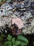  ( - FDS-CA-02140)  @11 [ ] by (2024) Mandy Hackney Fungal Diversity Survey
