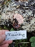  ( - FDS-CA-02140)  @11 [ ] by (2024) Mandy Hackney Fungal Diversity Survey