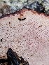 ( - FDS-CA-02140)  @11 [ ] by (2024) Mandy Hackney Fungal Diversity Survey