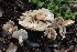  ( - FDS-CA-00904)  @11 [ ] by-nc (2024) Taye Bright Fungal Diversity Survey