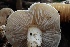 ( - FDS-CA-00904)  @11 [ ] by-nc (2024) Taye Bright Fungal Diversity Survey