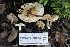  ( - FDS-CA-00904)  @11 [ ] by-nc (2024) Taye Bright Fungal Diversity Survey