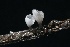  ( - FDS-CA-00912)  @11 [ ] by-nc (2024) Taye Bright Fungal Diversity Survey