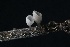  ( - FDS-CA-00912)  @11 [ ] by-nc (2024) Taye Bright Fungal Diversity Survey