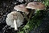  ( - FDS-CA-00916)  @11 [ ] by-nc (2024) Taye Bright Fungal Diversity Survey